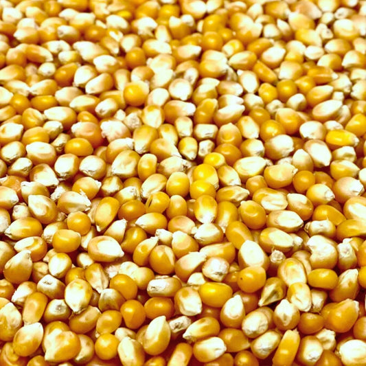 Popcorn Kernels 50lbs